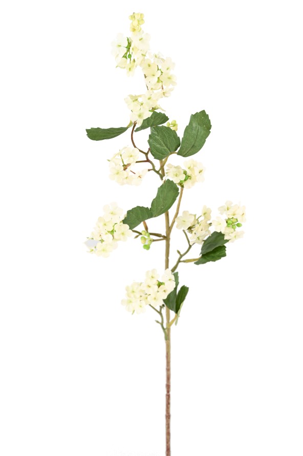 VIBURNUM (SCHNEEBALL) 85