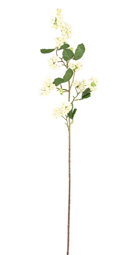 VIBURNUM (SCHNEEBALL) 85