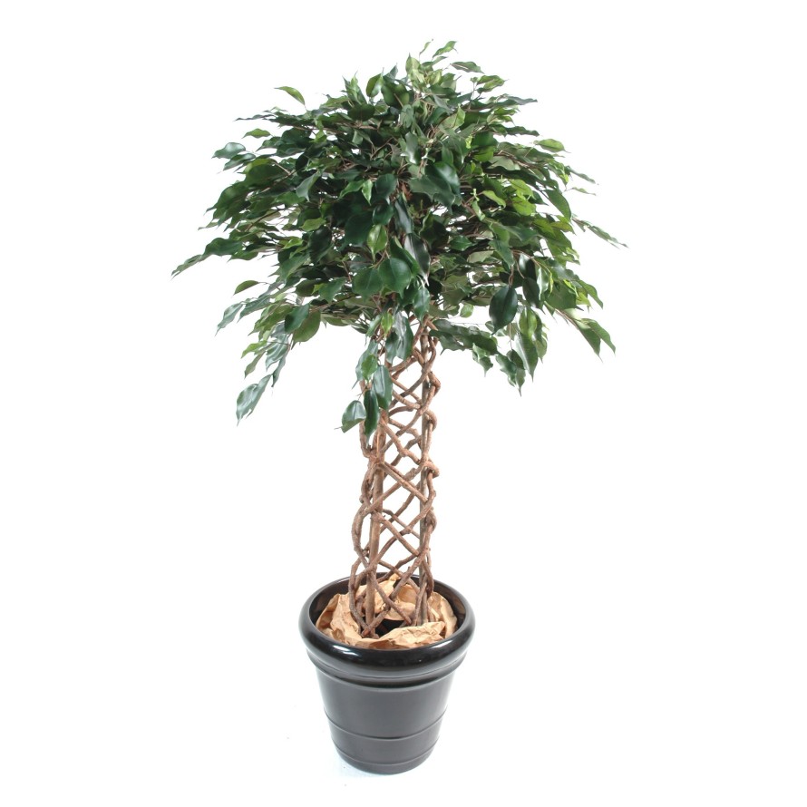 FICUS ENREJADO