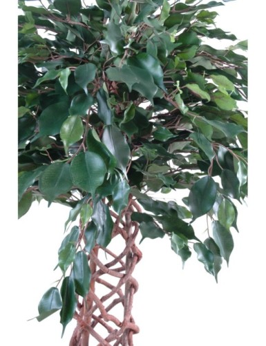 FICUS ENREJADO
