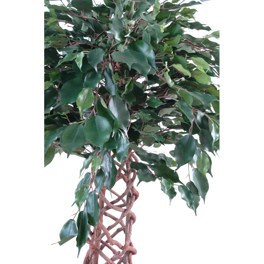 FICUS ENREJADO