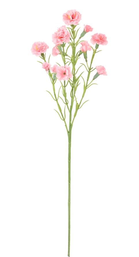 CARNATION