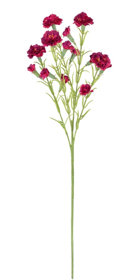 CARNATION