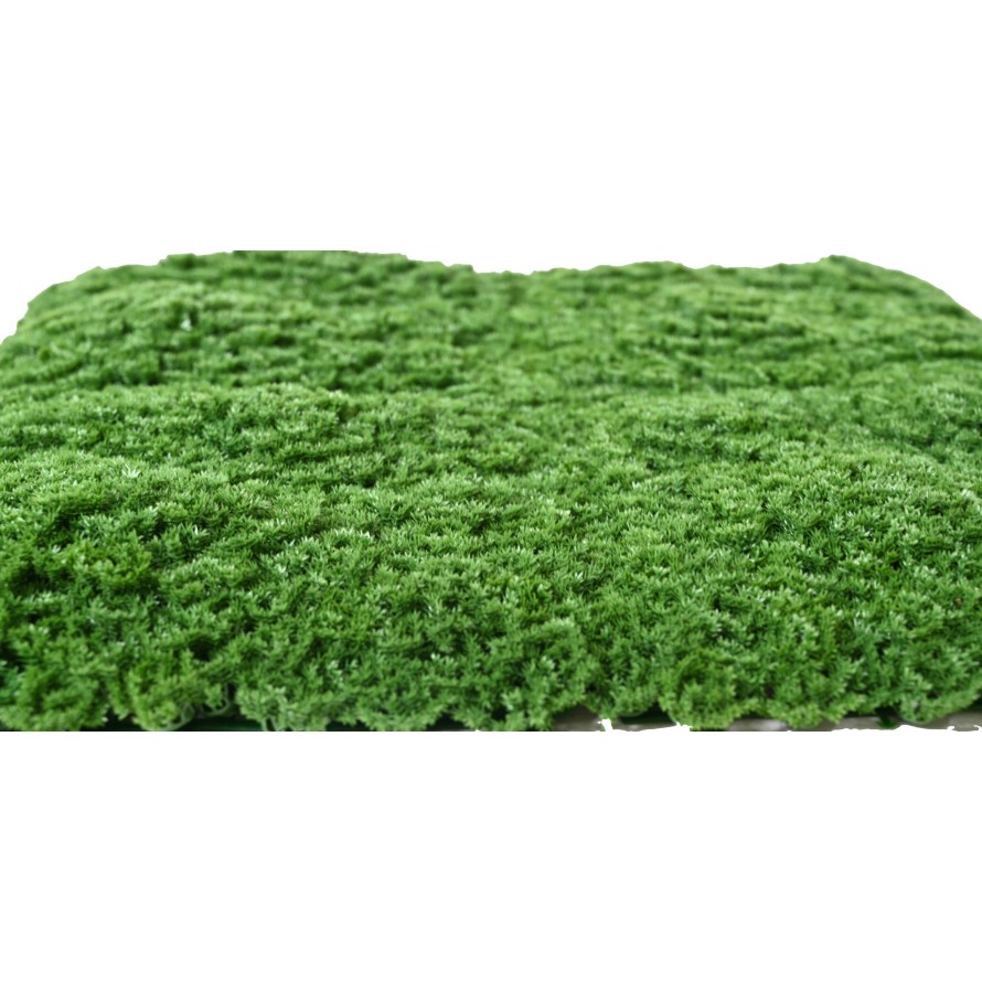 SPHAGNOPSIDA MOSS 50*50