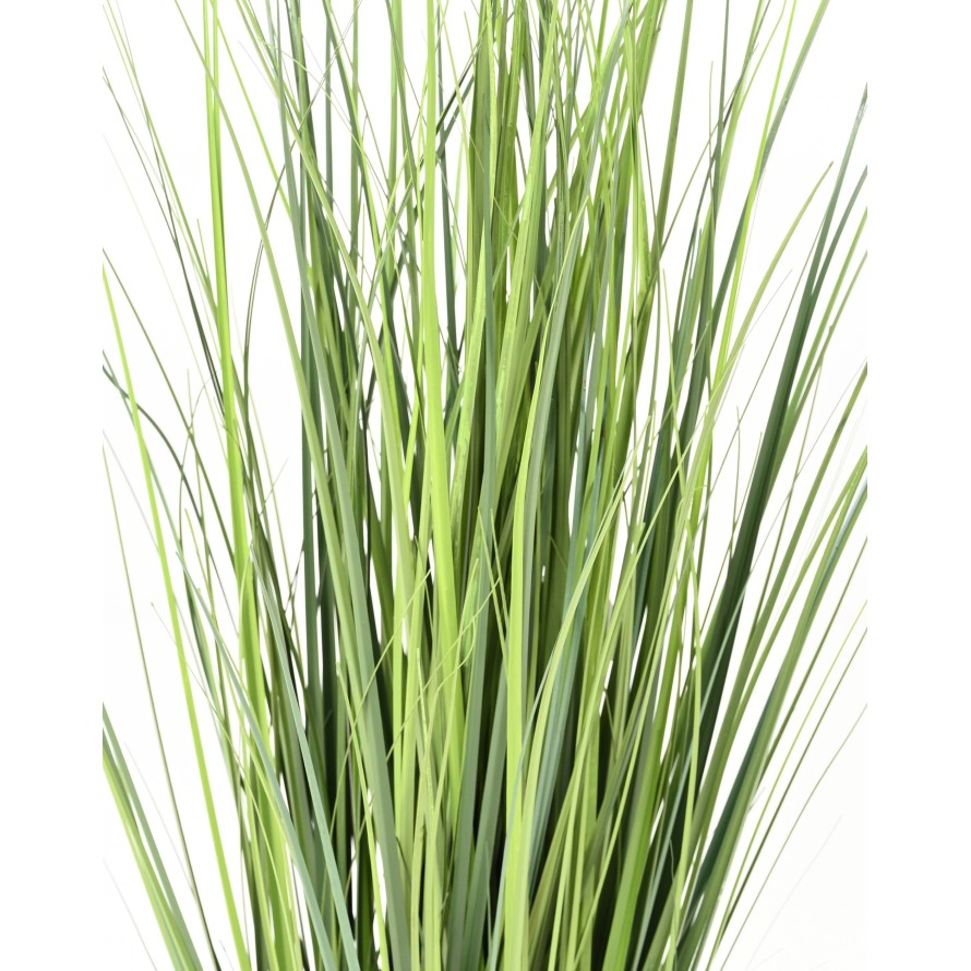 HIERBA DE CEBOLLA NEW V