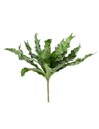 NESTFARN DAUCIFOLIUM