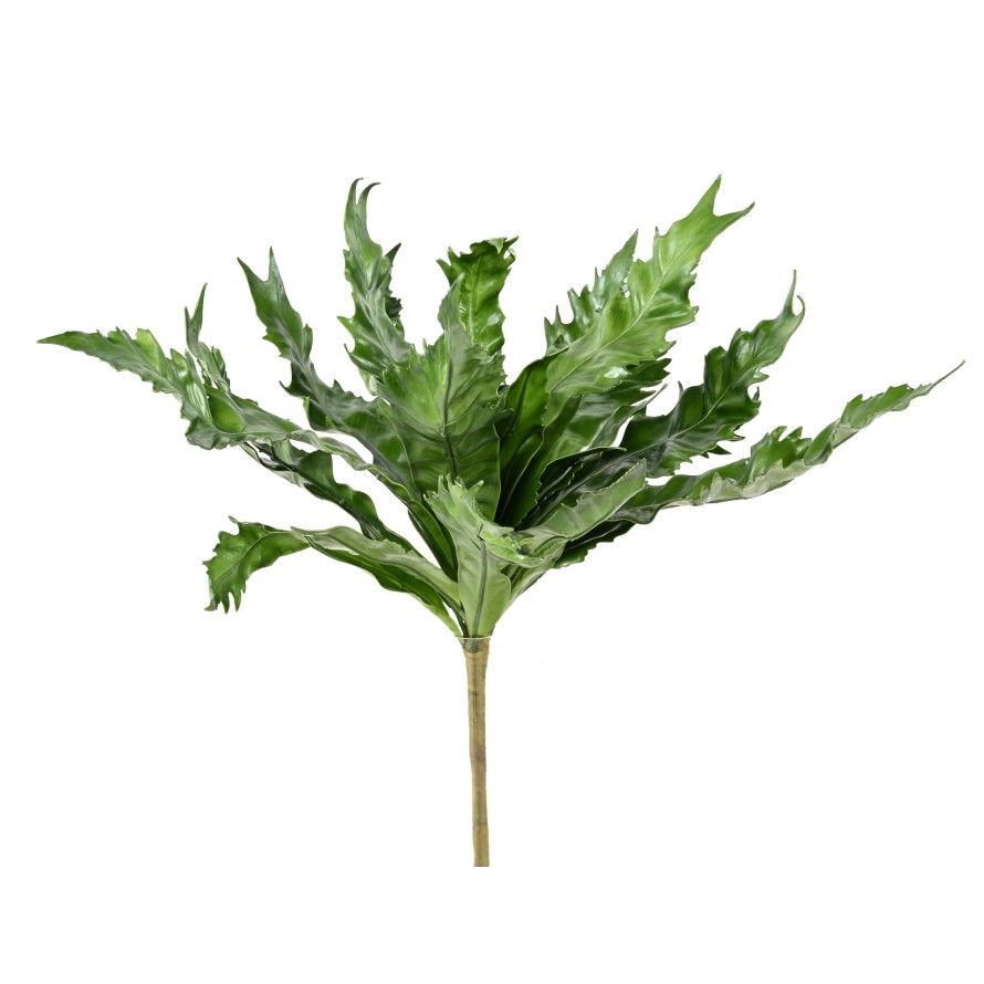 ASPLENIO DAUCIFOLIUM