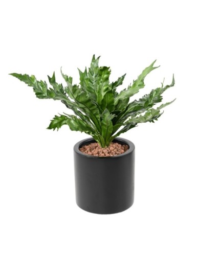 NESTFARN DAUCIFOLIUM