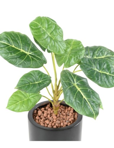 ALOCASIA