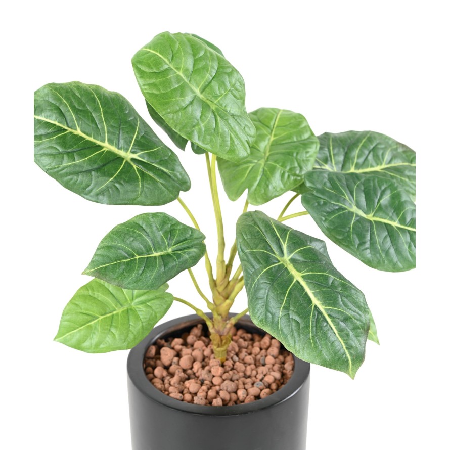 ALOCASIA