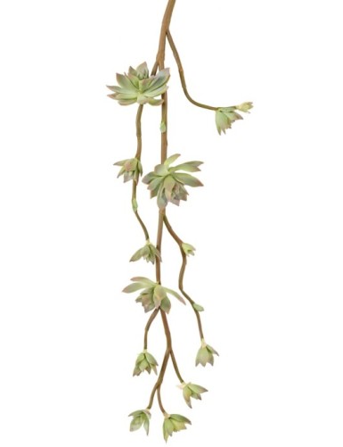 SUCULENTA RAMA