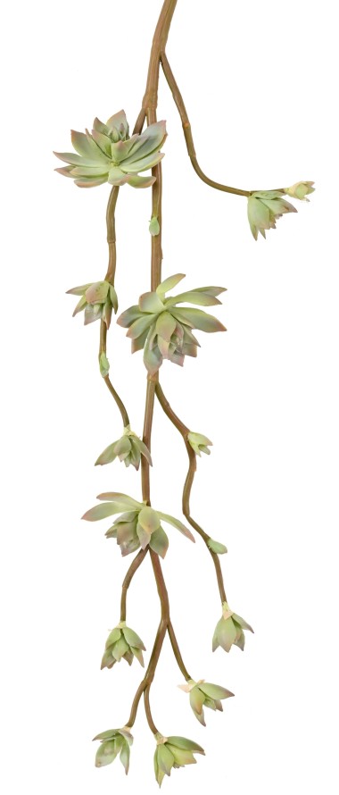 SUCULENTA RAMA