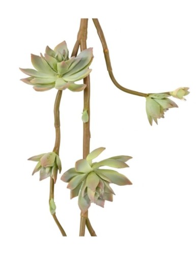 SUCULENTA RAMA