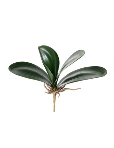 PHALAENOPSIS ORQUÍDEA HOJA