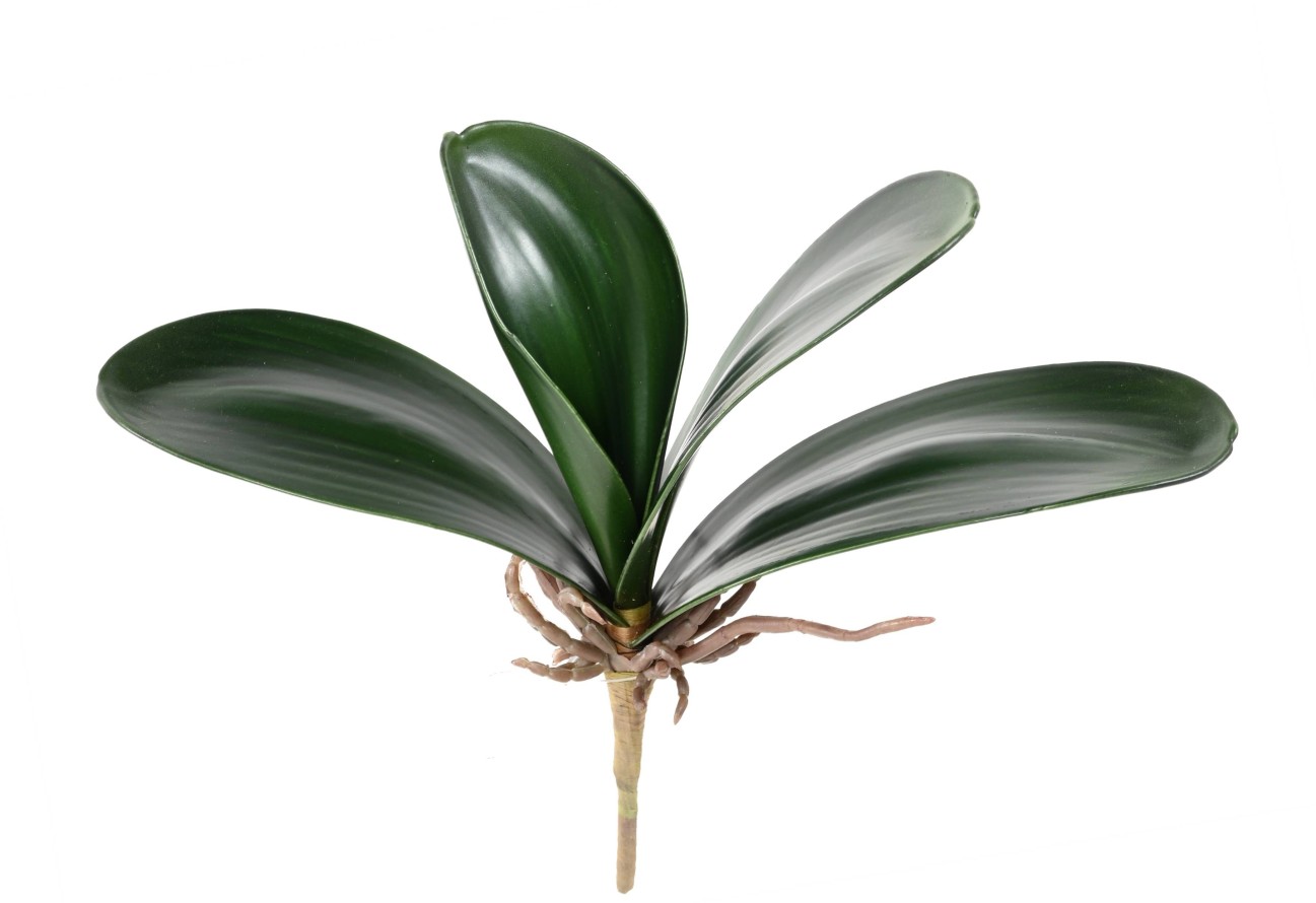 PHALAENOPSIS ORQUÍDEA HOJA