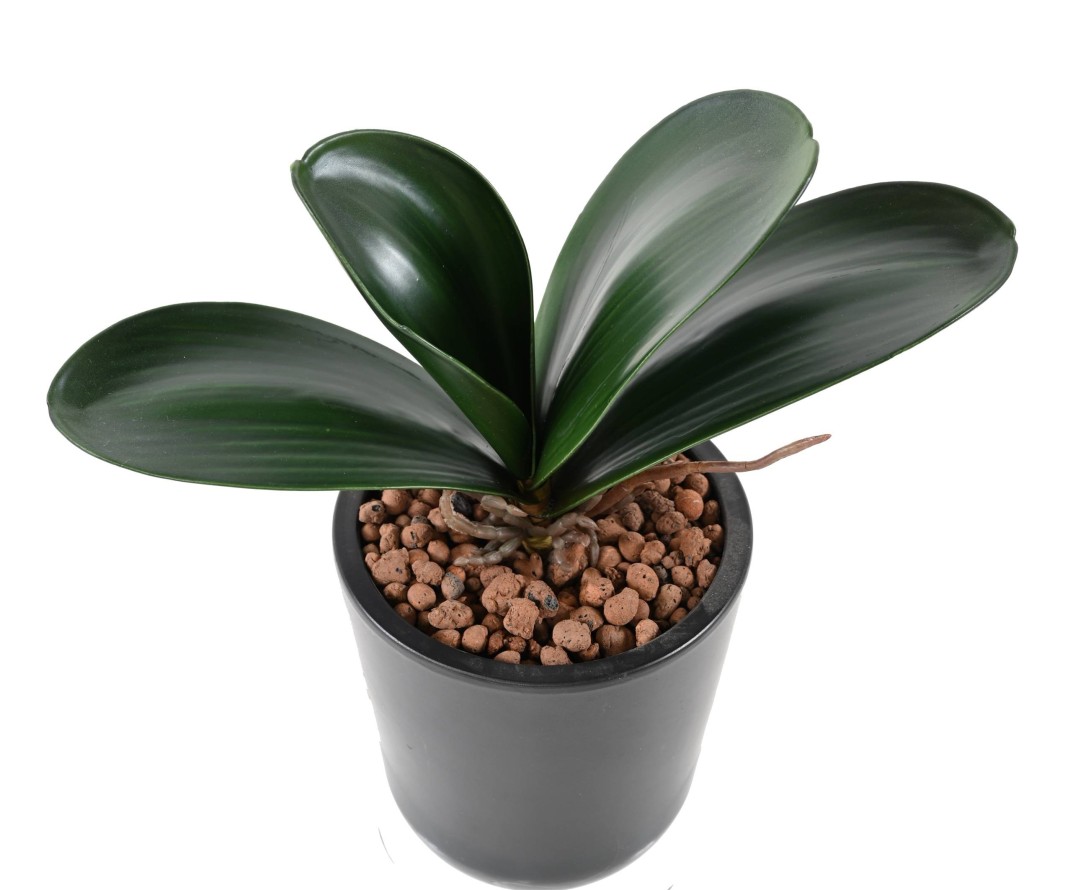 PHALAENOPSIS ORQUÍDEA HOJA