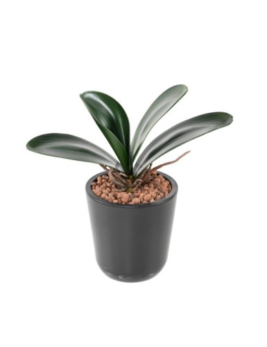 PHALAENOPSIS ORQUÍDEA HOJA