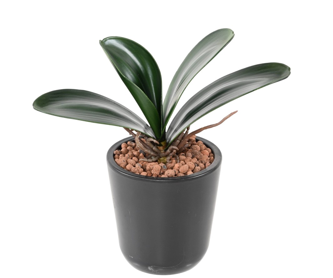 PHALAENOPSIS ORQUÍDEA HOJA