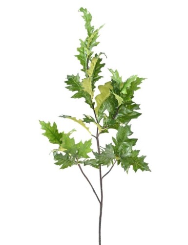 ROBLE AMERICANO (QUERCUS...