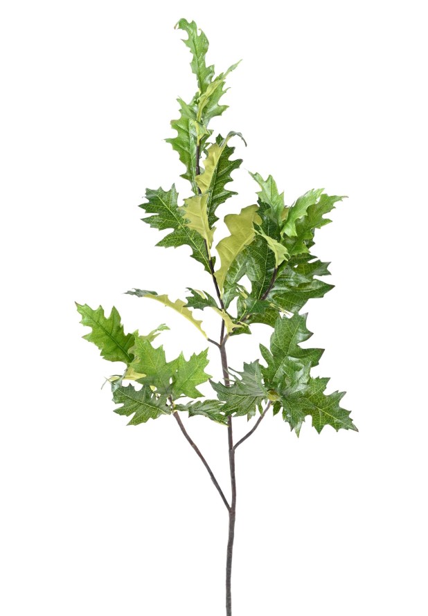 ROBLE AMERICANO (QUERCUS RUBRA)