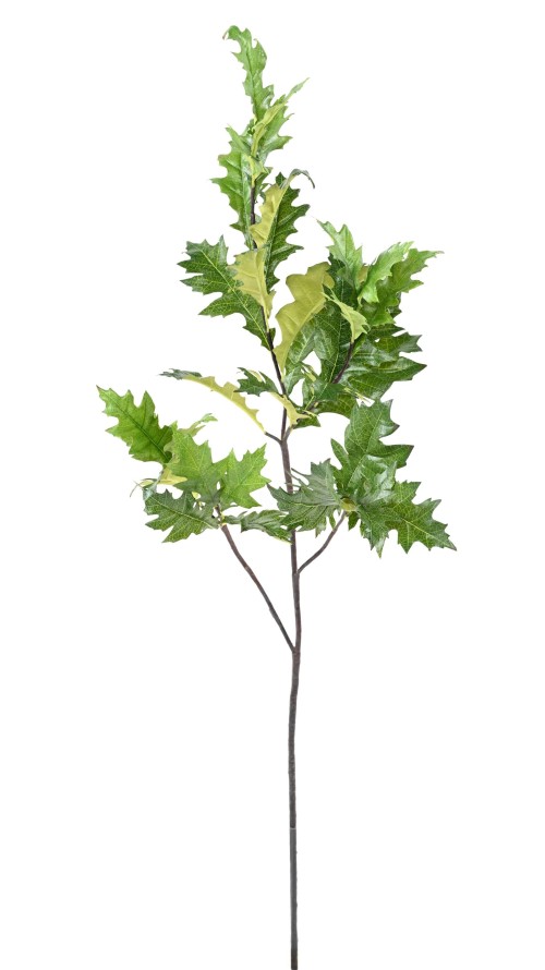 EICHE AMERIKANISCH (QUERCUS RUBA)