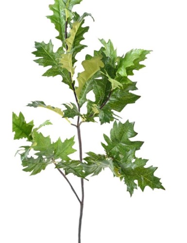 ROBLE AMERICANO (QUERCUS RUBRA)