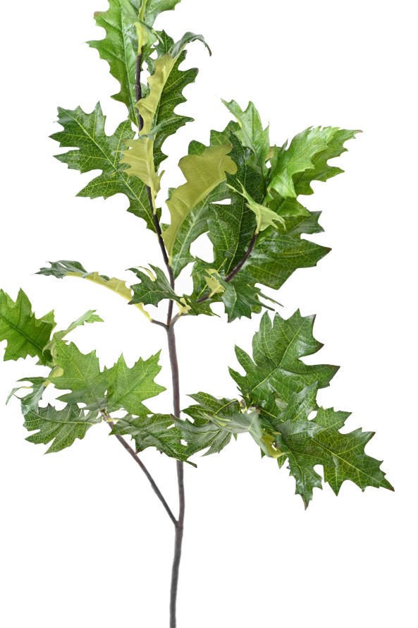 ROBLE AMERICANO (QUERCUS RUBRA)