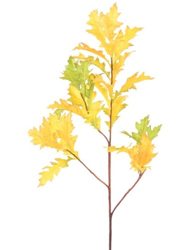 ROBLE AMERICANO (QUERCUS...