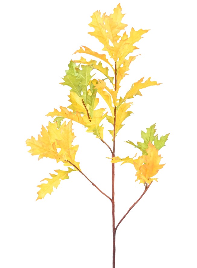 EICHE AMERIKANISCH (QUERCUS RUBA)