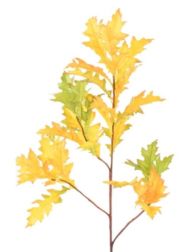 ROBLE AMERICANO (QUERCUS RUBRA)