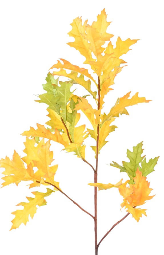 EICHE AMERIKANISCH (QUERCUS RUBA)