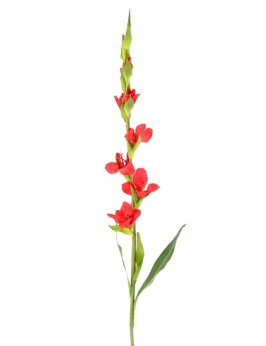 GLADIOLE