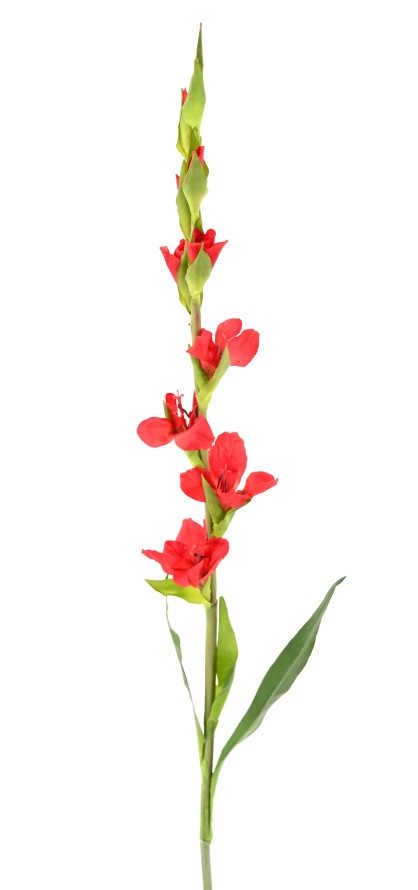 GLADIOLE