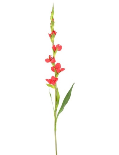 GLADIOLE