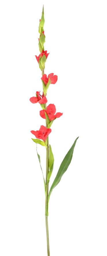 GLADIOLE