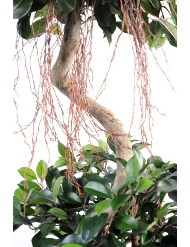 FICUS ESPIRAL 2 ESFERAS