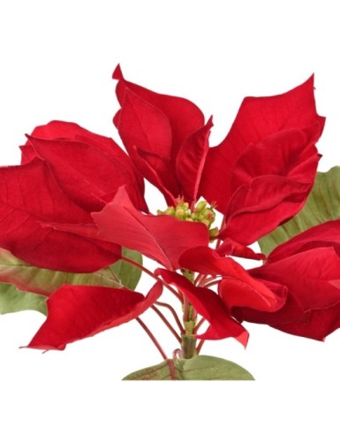 POINSETTIA LARGE STEM