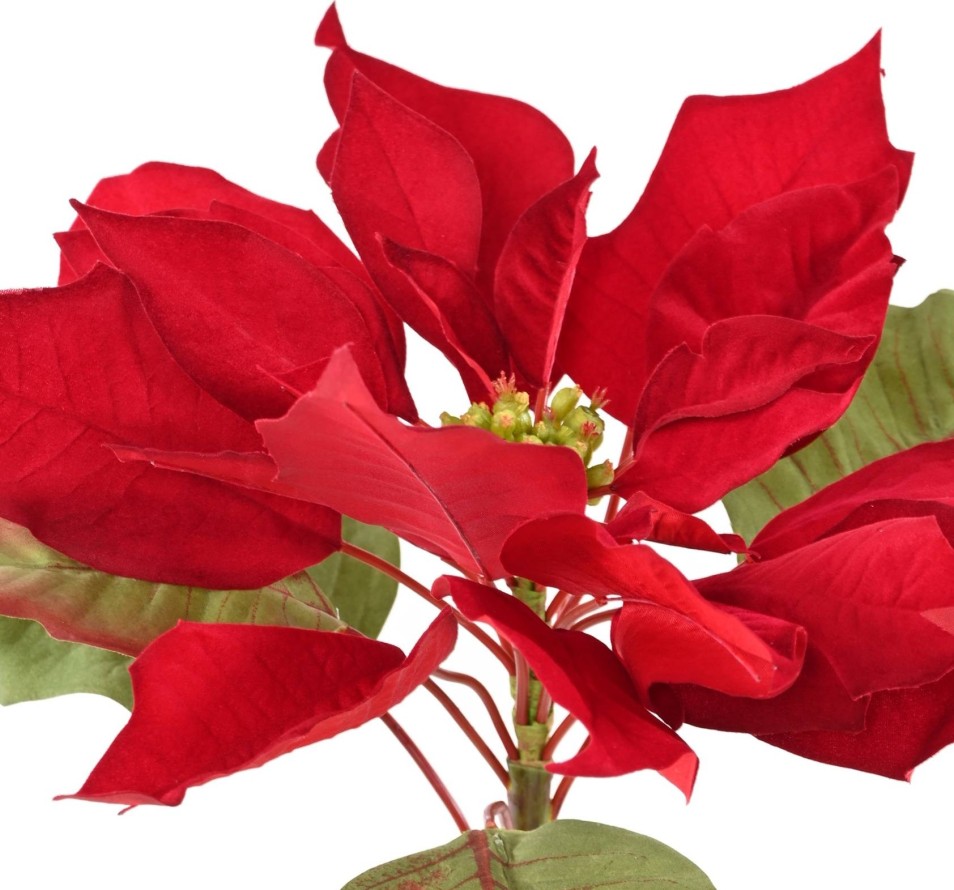 POINSETTIA TALLO LARGE