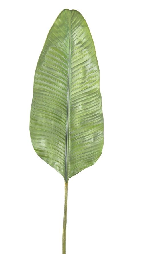 PLATANERA HOJA GIGANTE
