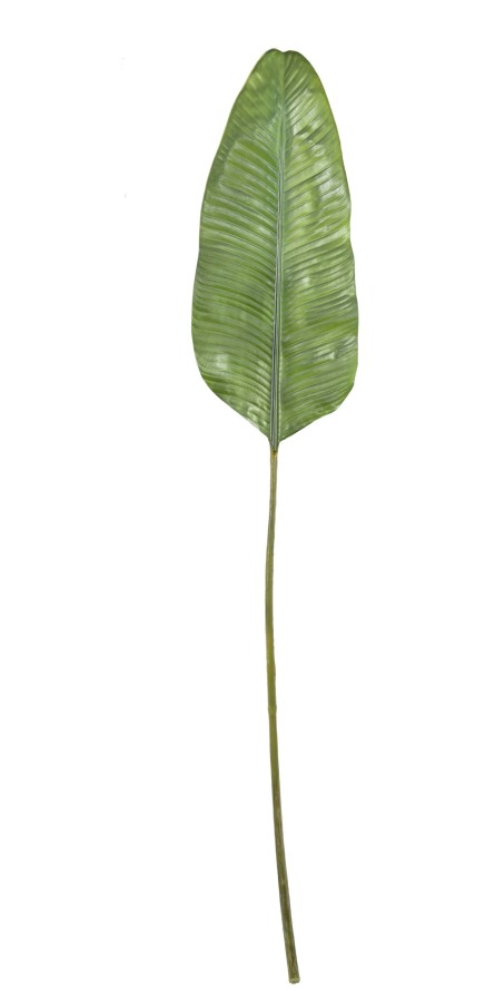 PLATANERA HOJA GIGANTE