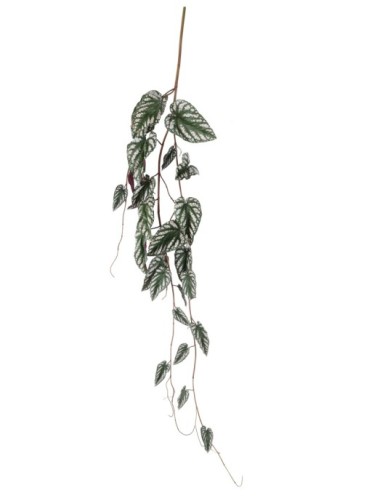 BEGONIA MACULATA COLGANTE