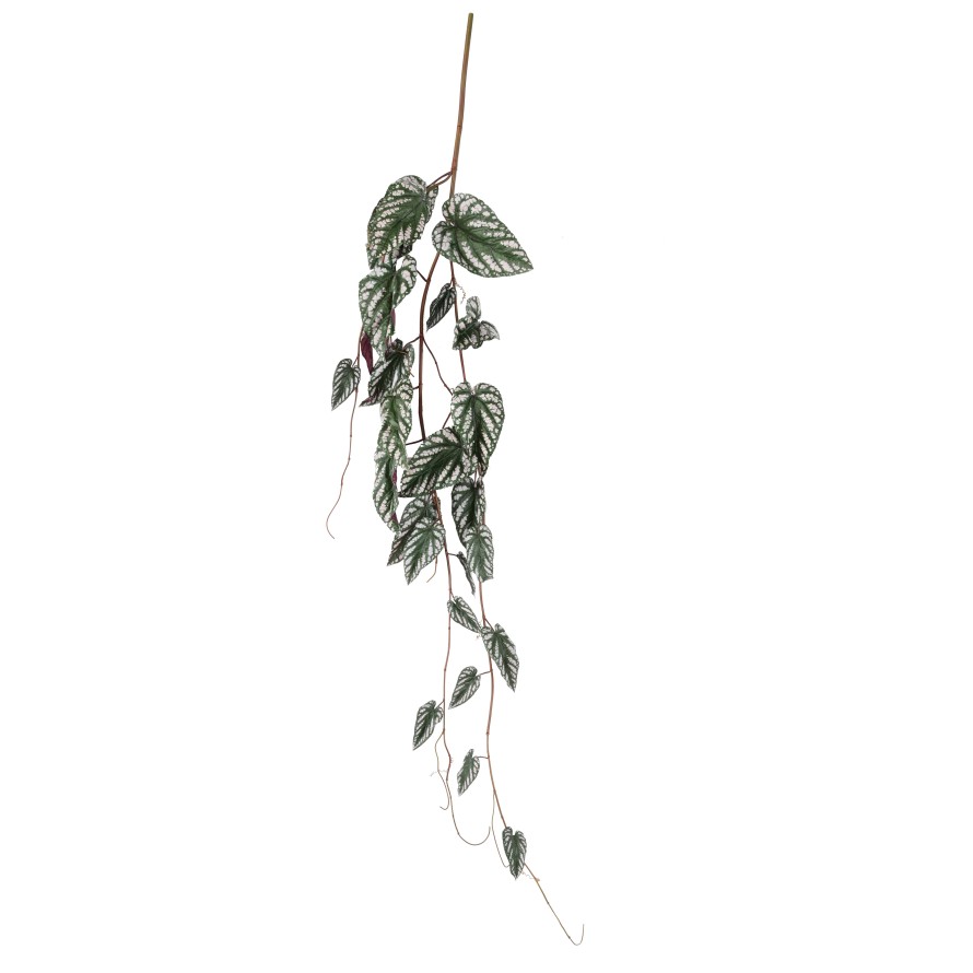 BEGONIE MACULATA HÄNGEKUNSTPFLANZE