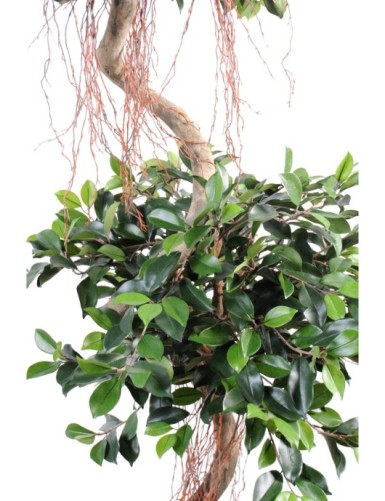 FICUS ESPIRAL 2 ESFERAS