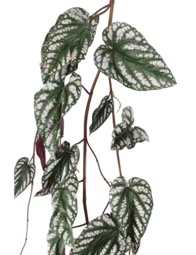 BEGONIE MACULATA HÄNGEKUNSTPFLANZE