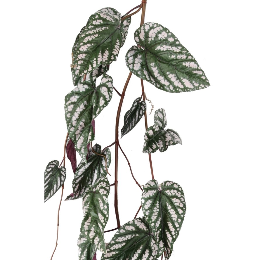 BEGONIA MACULATA COLGANTE