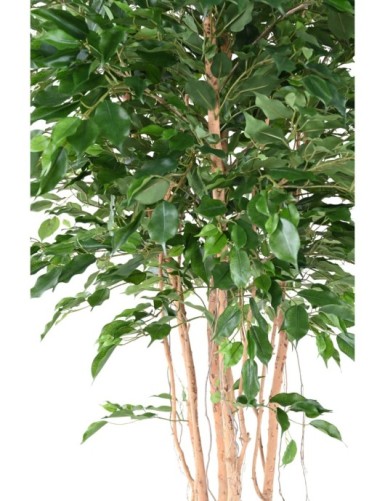 FIKUS EXOTICA MT 260