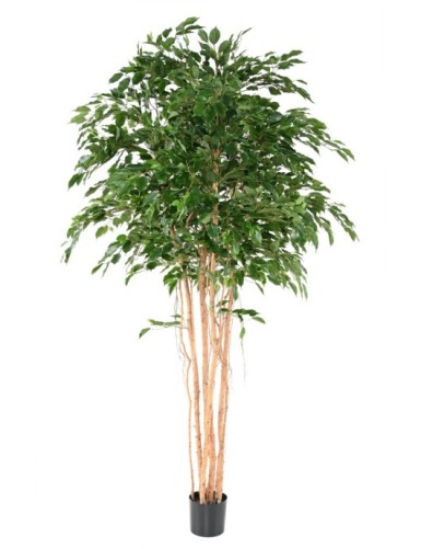 FIKUS EXOTICA MT 260