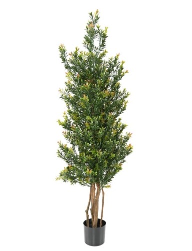 BOJ RED DAY GF ARBUSTO...