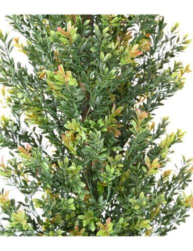 BUCHSBAUM RED DAY GF BUSCH UV