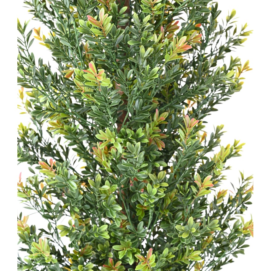 BUCHSBAUM RED DAY GF BUSCH UV